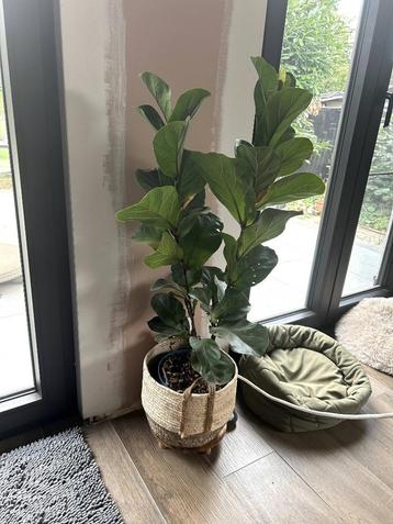 Verschillende kamerplanten te koop beschikbaar voor biedingen