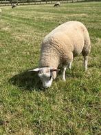 Ramlammeren, Dieren en Toebehoren, Mannelijk, Schaap, 0 tot 2 jaar