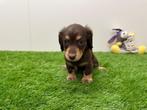 Nestje Dwergteckel pups, Dieren en Toebehoren, België, CDV (hondenziekte), 8 tot 15 weken, Korthaar