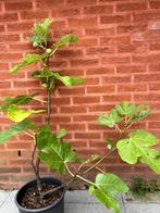 vijgenboom verschillende soorten, Tuin en Terras, Ophalen