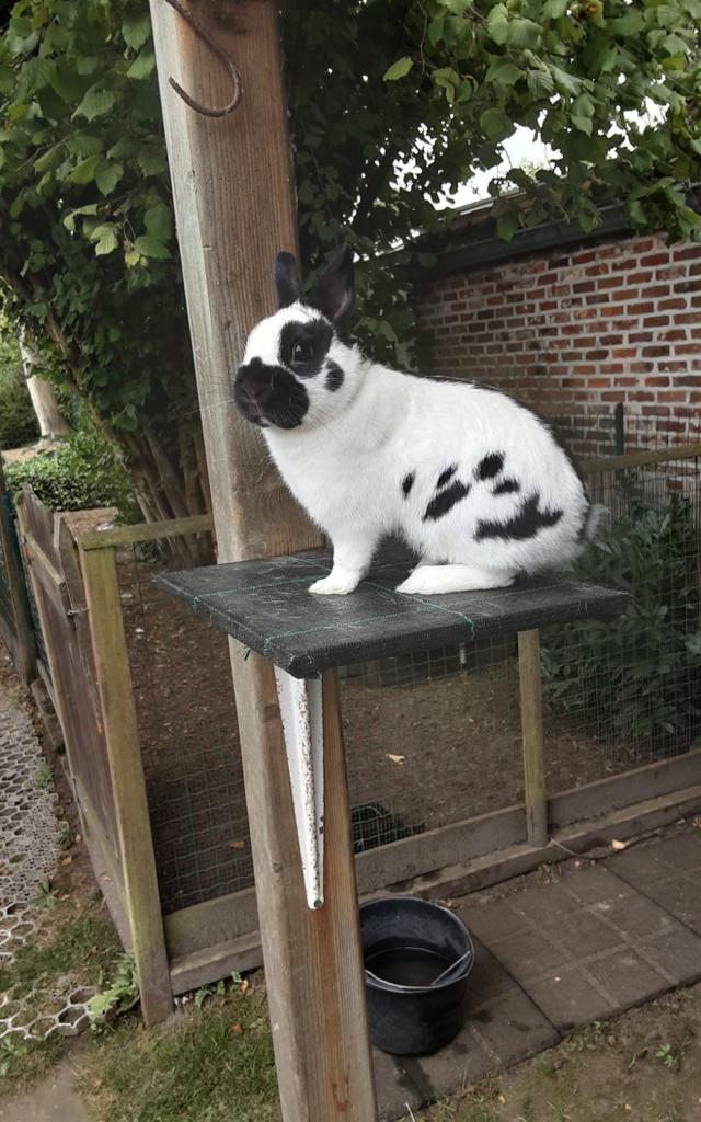 Kleurdwerg ( Lotharinger ) ram, Dieren en Toebehoren, Konijnen, Dwerg, Mannelijk, 0 tot 2 jaar