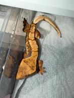 Wimpergekko tricolor 0.1, Dieren en Toebehoren, Reptielen en Amfibieën