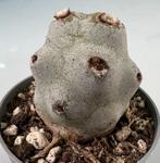 Tephrocactus Calvus, Maison & Meubles, Plantes d'intérieur, Cactus, Envoi, Moins de 100 cm