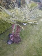 Palmboom, Tuin en Terras, Planten | Bomen, In pot, Ophalen, Palmboom