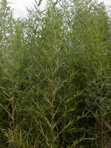Bamboe Semiarundinaria fastuosa viridis