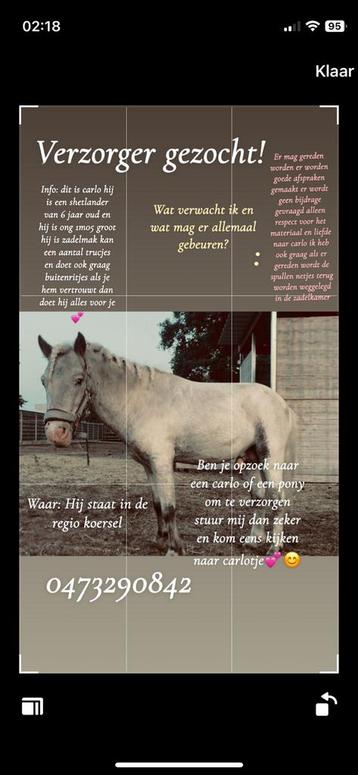 Verzorgpony aangeboden beschikbaar voor biedingen