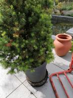 Spar ongeveer 1m hoog, Jardin & Terrasse, Plantes | Arbustes & Haies, Enlèvement ou Envoi