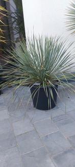 Yucca rostrata 3 planten in 1 pot, Tuin en Terras, Planten | Tuinplanten, Ophalen of Verzenden