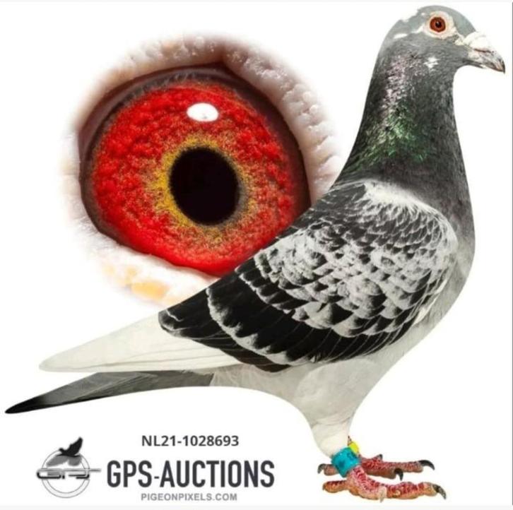 Postduif Super Inbreed "YOLANTHE", Dieren en Toebehoren, Vogels | Duiven, Postduif, Mannelijk