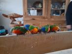 Handtamme lori van de blauwe bergen, Dieren en Toebehoren, Vogels | Parkieten en Papegaaien