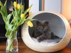 Dandy Cat - cat bed, Animaux & Accessoires, Accessoires pour chats, Comme neuf
