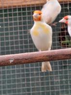 Major putter distelvinken