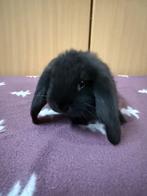 Franse hangoor voedster, Dieren en Toebehoren, Konijnen, Vrouwelijk, Groot, Hangoor, 0 tot 2 jaar