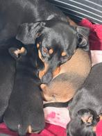 Prachtige dwergteckel pups, Dieren en Toebehoren, Honden | Teckels en Dashonden, België, CDV (hondenziekte), 8 tot 15 weken, Korthaar
