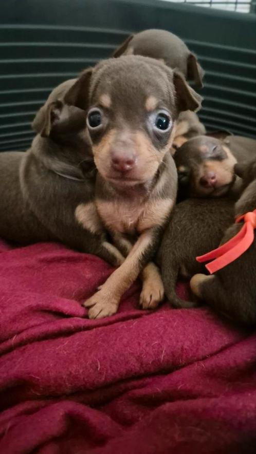 Dwergpinscher pups, Dieren en Toebehoren, Honden | Bulldogs, Pinschers en Molossers, Meerdere dieren, Overige rassen, Fokker | Professioneel