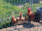Broedeieren leghorn porselein, Dieren en Toebehoren, Geslacht onbekend, Kip