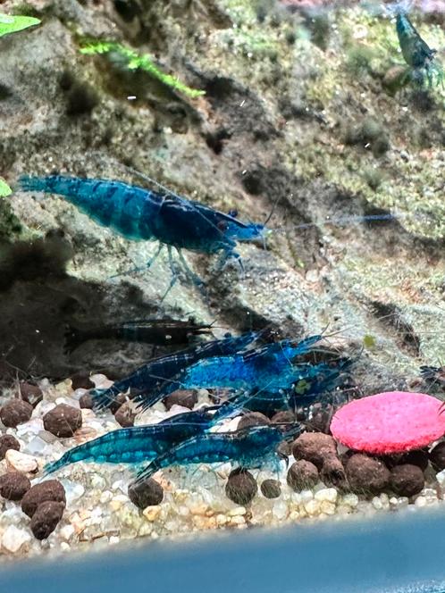 Prachtige 🔵Blue Dream🔵 blauwe Neocaradina garnalen. 10+1!, Dieren en Toebehoren, Vissen | Aquariumvissen, Kreeft, Krab of Garnaal