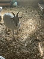 Dwerg geiten, Animaux & Accessoires, Moutons, Chèvres & Cochons, Femelle, Chèvre, 3 à 5 ans