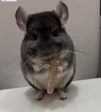 Chinchillas, Dieren en Toebehoren, Ophalen