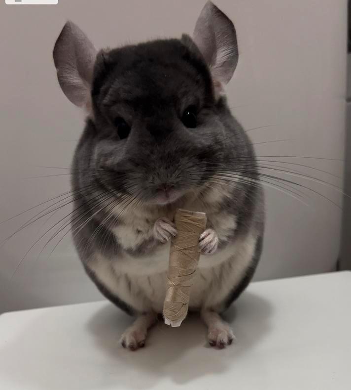 Chinchillas, Dieren en Toebehoren, Knaagdieren en Konijnen | Toebehoren, Ophalen