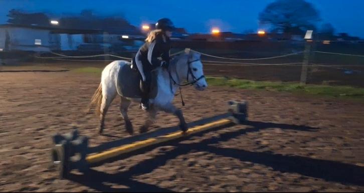 Super brave B pony, Dieren en Toebehoren, Pony's, Ruin, B, B pony (1.17m tot 1.27m), Recreatiepony, 3 tot 6 jaar, Gechipt, Ontwormd