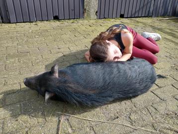 2 mega lieve varkentjes  beschikbaar voor biedingen