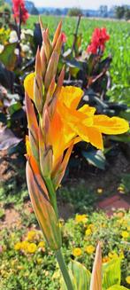 Canna tropicanna Gold voor tuin, kuip, pot, vijver, beekloop, Tuin en Terras, Ophalen, Zomer, Vaste plant, Volle zon