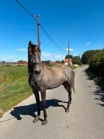 Veelbelovende 3-jarige merrie, Dieren en Toebehoren, Paarden, Minder dan 160 cm, 3 tot 6 jaar, Onbeleerd, Recreatiepaard