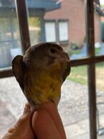 Kruisingen, Dieren en Toebehoren, Mannelijk, Wildzangvogel