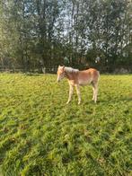 Hengsten Haflinger veulen, Dieren en Toebehoren, Pony's, Hengst, Niet van toepassing, Gechipt, 0 tot 2 jaar