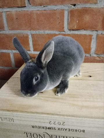 Rex dwerg konijntje in opaal/blauw otter. beschikbaar voor biedingen