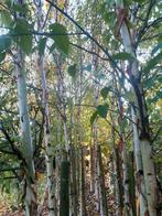 berkeboom, Tuin en Terras, Planten | Bomen, Lente, Zuilboom, 400 cm of meer, Ophalen