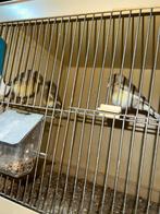 Gloster kanaries Te koop., Dieren en Toebehoren