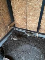 Bosfazanten te koop, Dieren en Toebehoren, Vogels | Overige Vogels, Geringd