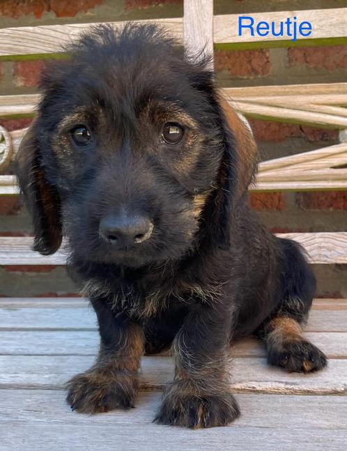 Ruwharige dwergteckels, Dieren en Toebehoren, Honden | Teckels en Dashonden, Meerdere dieren, Ruwhaar, Dwerg, Fokker | Professioneel
