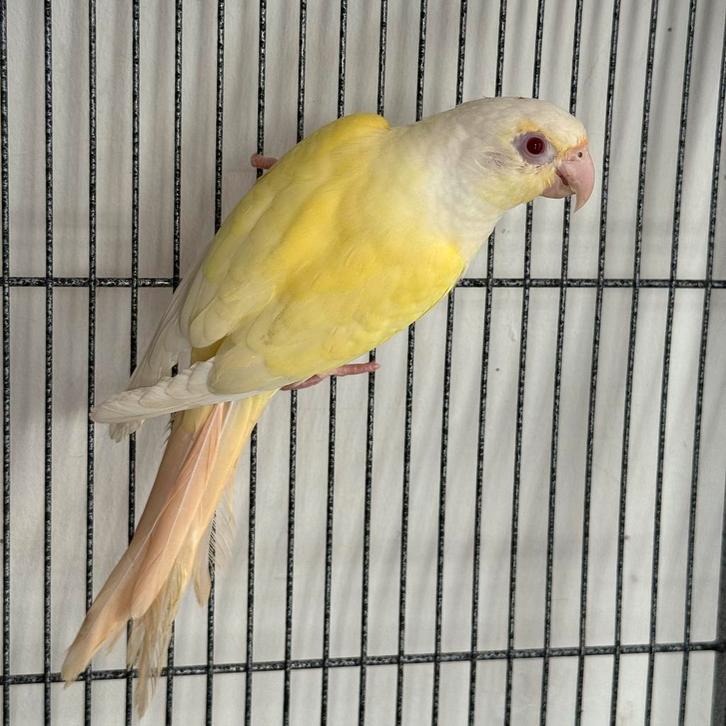 Pyrrhura conure molinae, Dieren en Toebehoren, Vogels | Parkieten en Papegaaien, Papegaai, Mannelijk