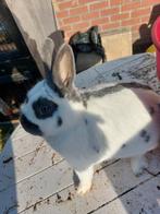 Te koop 4 dwerg konijntjes, Dieren en Toebehoren, Konijnen, Dwerg