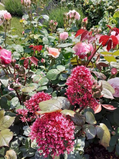 25 Valeriaan plantjes Centranthus ruber - rood, Tuin en Terras, Planten | Tuinplanten, Vaste plant, Overige soorten, Volle zon