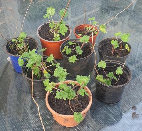 Jostabes - Eetbare bessenstruik, Tuin en Terras, Planten | Tuinplanten, Vaste plant, Fruitplanten, Halfschaduw, Lente, Ophalen of Verzenden