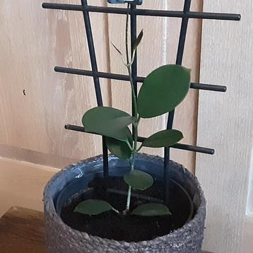 Mooie kamerplant Hoya Australis 6€, cachepot naar keuze +2€ beschikbaar voor biedingen