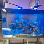 Aquarium récifal,marin, Enlèvement