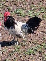 5 hanen, Mâle, Poule ou poulet