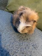 Mooie lieve ch teddy cavia vrouwtje 2,3 maandjes oud, Dieren en Toebehoren, Knaagdieren, Vrouwelijk, Cavia