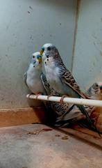 Texas clearbody grasparkiet mannen