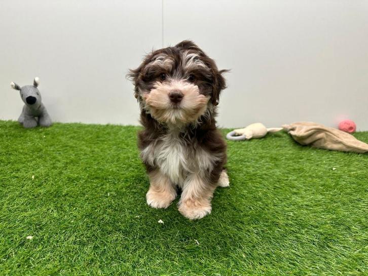 Chiot Bichon Havanais, Animaux & Accessoires, Chiens | Chihuahuas & Chiens de compagnie, Chienne, Autres races, Éleveur | Professionnel