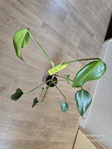Monstera Burlemarx Flame  beschikbaar voor biedingen