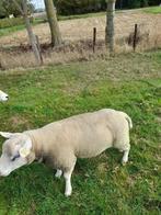 schaap ram, Dieren en Toebehoren, Schapen, Geiten en Varkens, Schaap, 0 tot 2 jaar