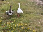 Koppel krulveerganzen, Meerdere dieren, Gans of Zwaan