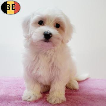 Maltezer pups – klein, wit en onweerstaanbaar beschikbaar voor biedingen