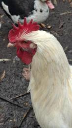 Witte Mechelse hoen - knappe haan, Dieren en Toebehoren, Pluimvee